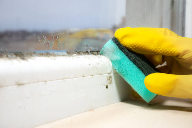 Best Industrial Mold Remediation  in San Luis Obispo, CA